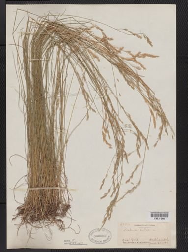Festuca rubra