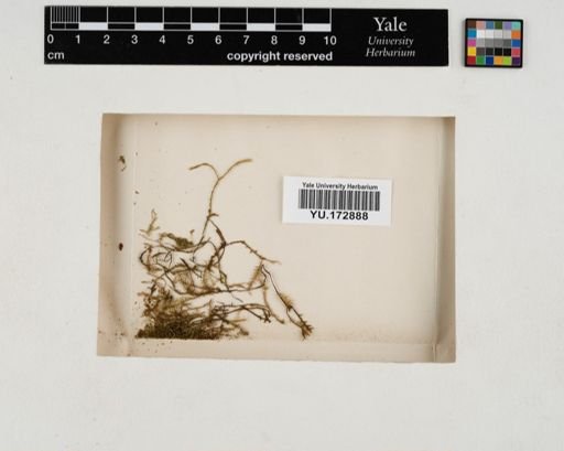 Plantae