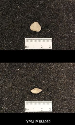 Rhynchotrema capax