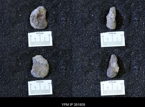 Scaphites whitfieldi