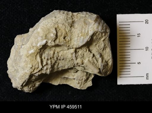 Dictyoclostus portlockianus crassicostatus