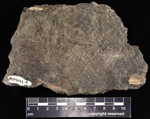 Lepidodendron sp.