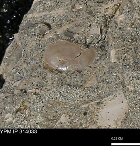 undet. Bivalvia