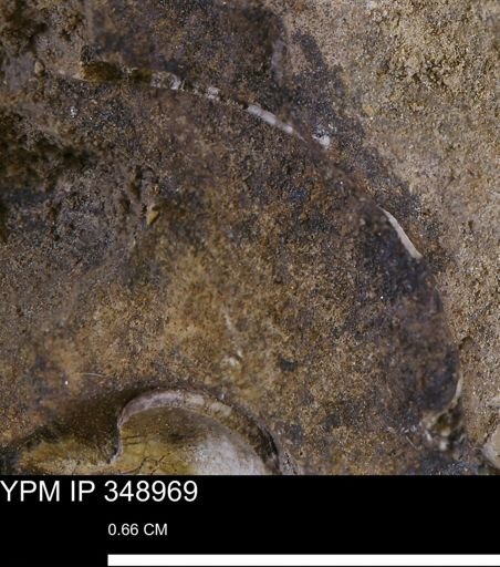 undet. Mollusca