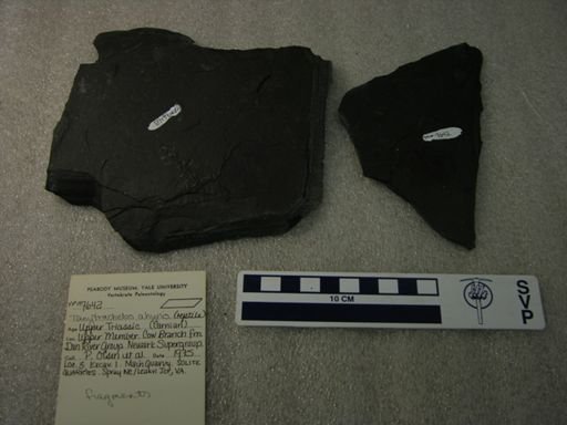 Tanytrachelos ahynis