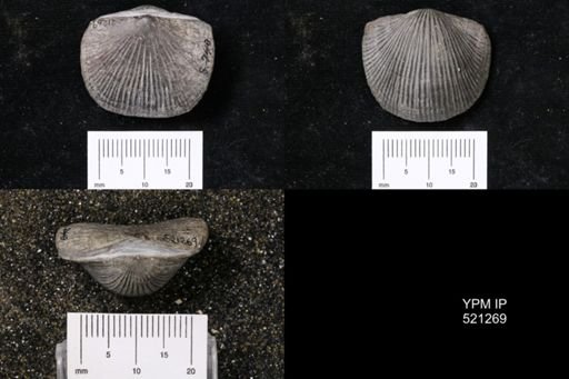 Plaesiomys anticostiensis