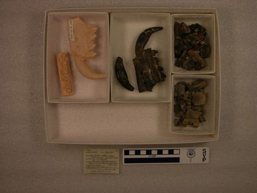 Dipsalodon matthewi