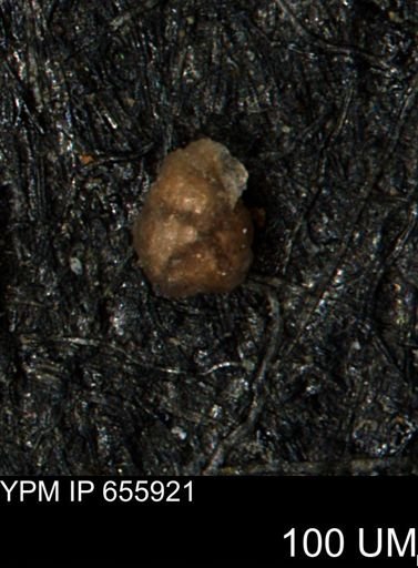 Ammobaculites euides