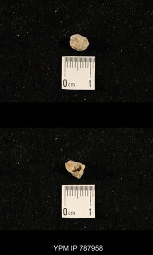 undet. Richthofenioidea