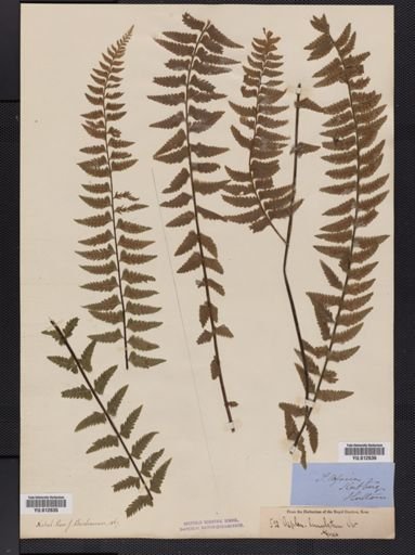 Asplenium