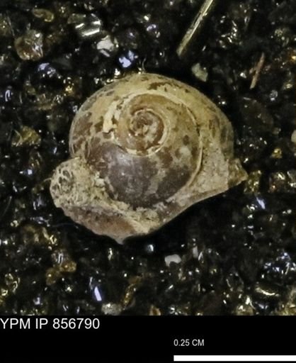 Euspira sp.