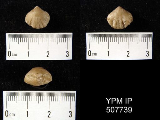 Camerella sp.