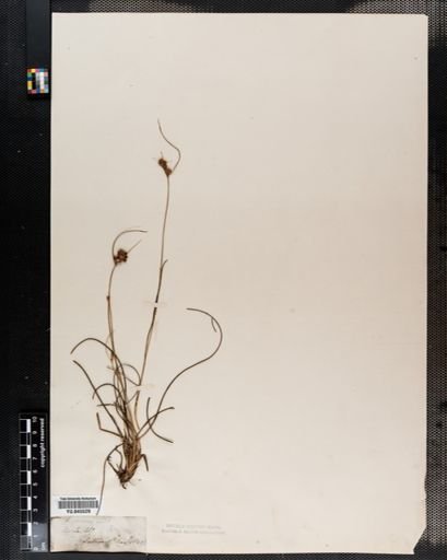 Rhynchospora