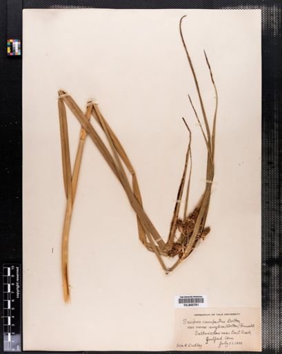 Scirpus robustus