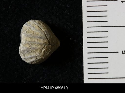 Wellerella osagensis