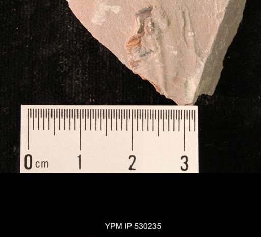 Elrathia kingi