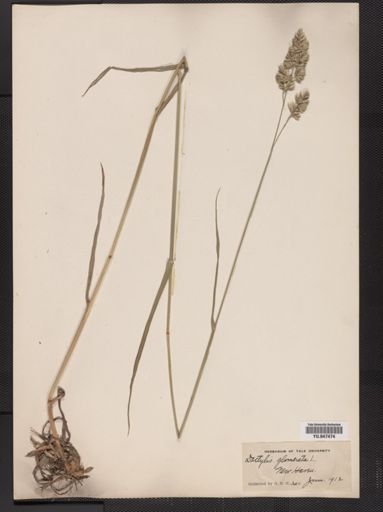 Dactylis glomerata