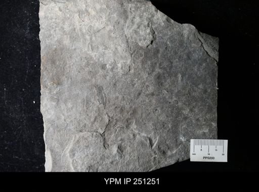 undet. Rhynchonellida