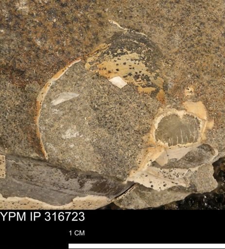 undet. Mollusca