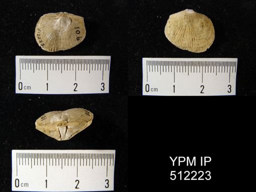 Streptorhynchus pratteni