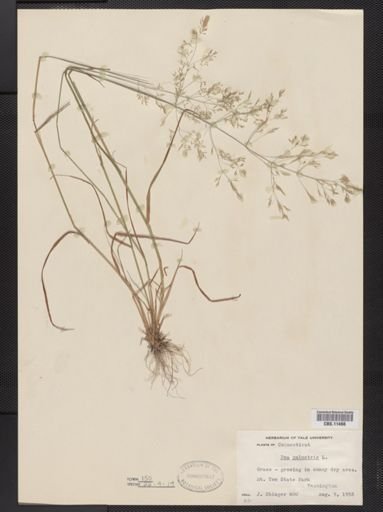 Poa palustris