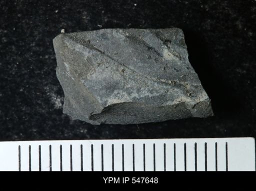 undet. Eurypterida
