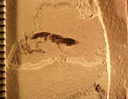 undet. Staphylinidae