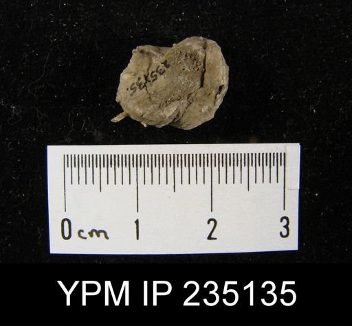 Marginifera hystricula