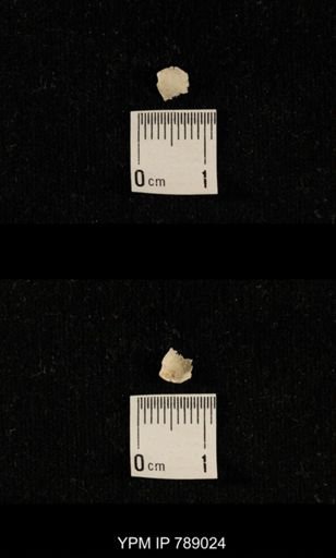 undet. Brachiopoda