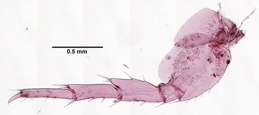 Hyalella cf. azteca