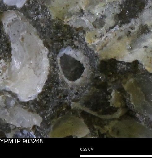 undet. Bivalvia