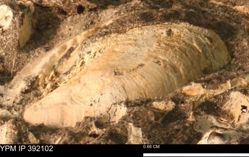 Protocardia sp.
