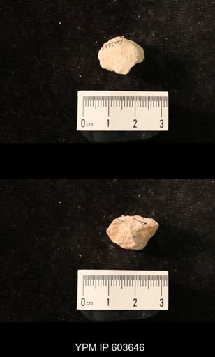 Productus cf. redesdalensis