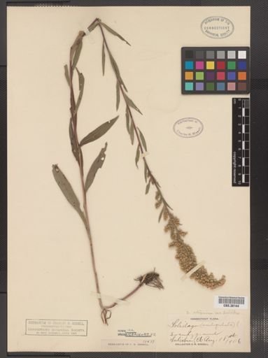 Solidago uliginosa var. linoides
