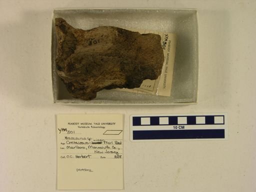 Mosasaurus sp.