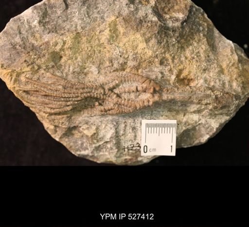 Iocrinus subcrassus