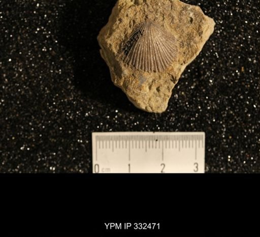 Plectorthis sp.
