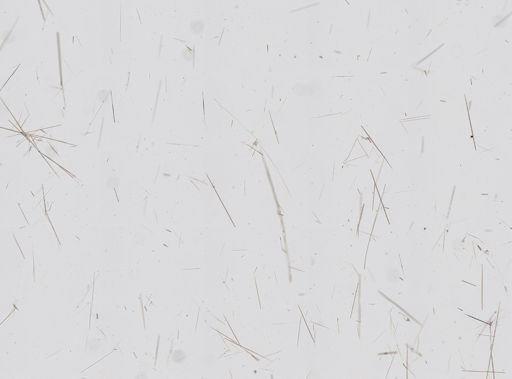 Clathria (Microciona) sp.