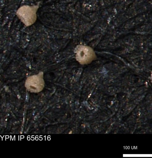 Clathrocyclas (Clathrocyclas) irrasa