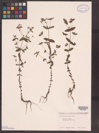 Hypericum mutilum