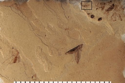Diptera