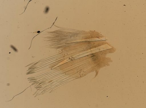 Gattyana cirrhosa