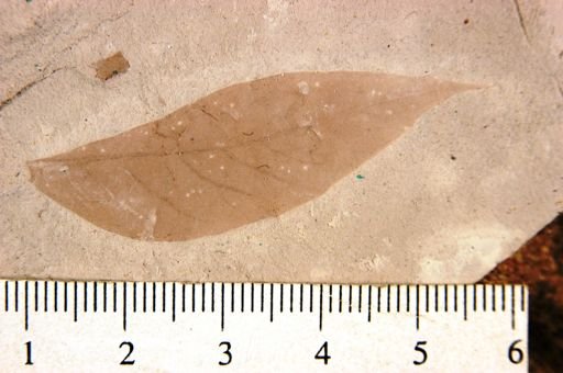Sapindus coloradensis