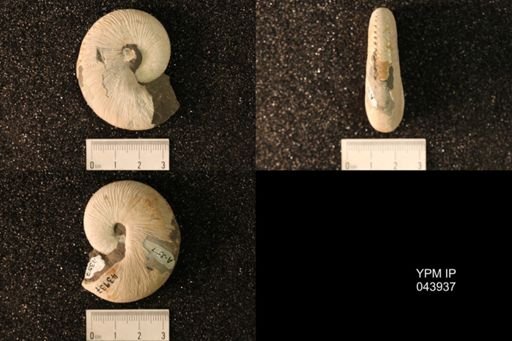 Hoploscaphites nicolletii