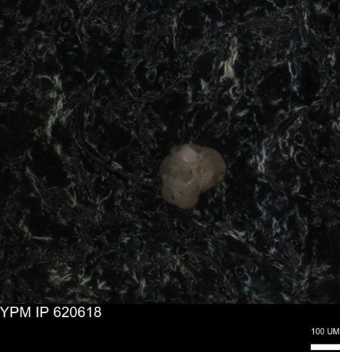 undet. Foraminiferida