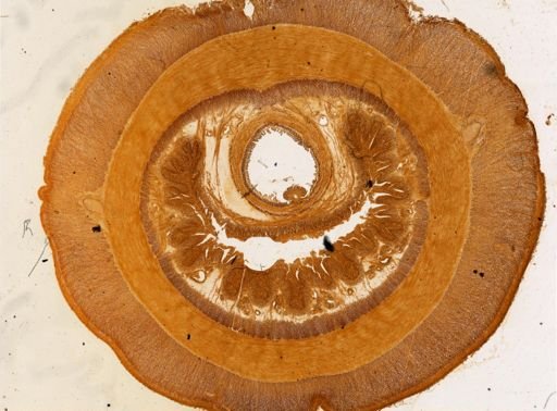 Cerebratulus lacteus