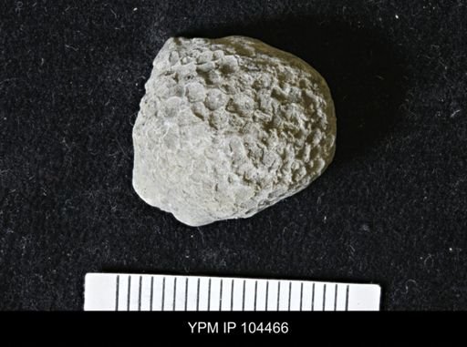 Favosites forbesi