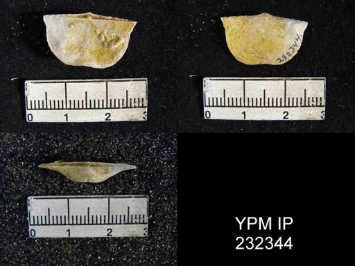 Chonetes granulifer