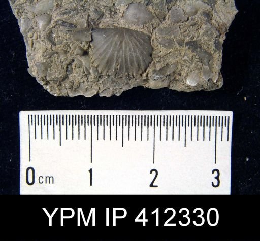 undet. Strophomenida