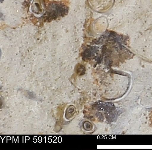 Serpulidae